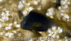 Damselfish taken in ras Kati, Sharm el sheikh by Stephan Kerkhofs 